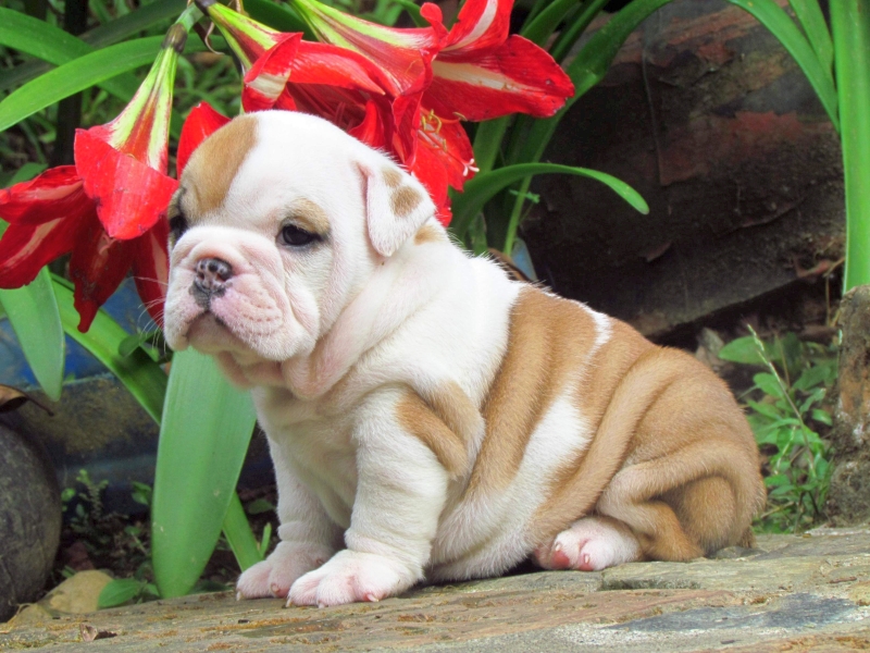 Available English Bulldog puppies For adoption